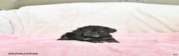 Toy Poodle dogs for sale: Connor - Ad 1