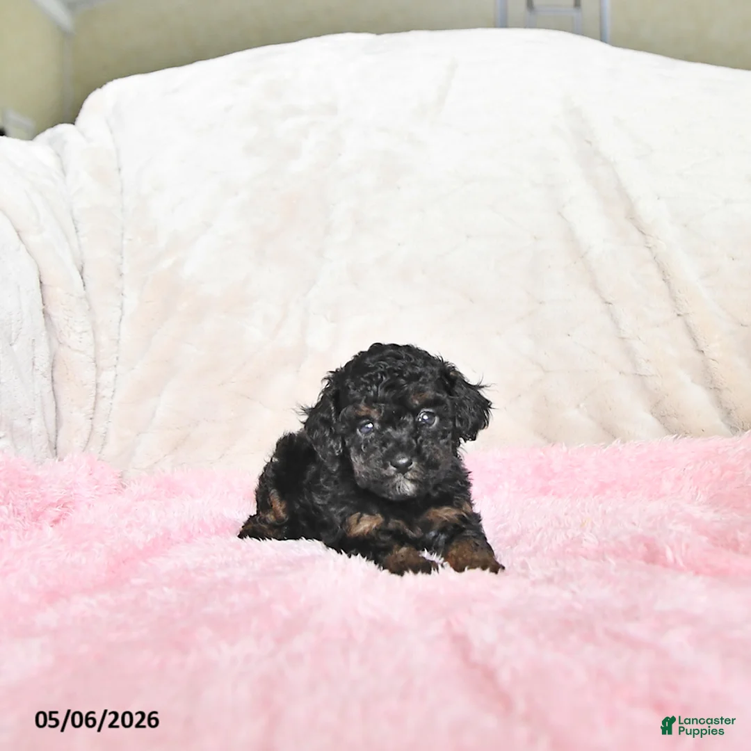 Toy Poodle dogs for sale: Connor - Ad 1