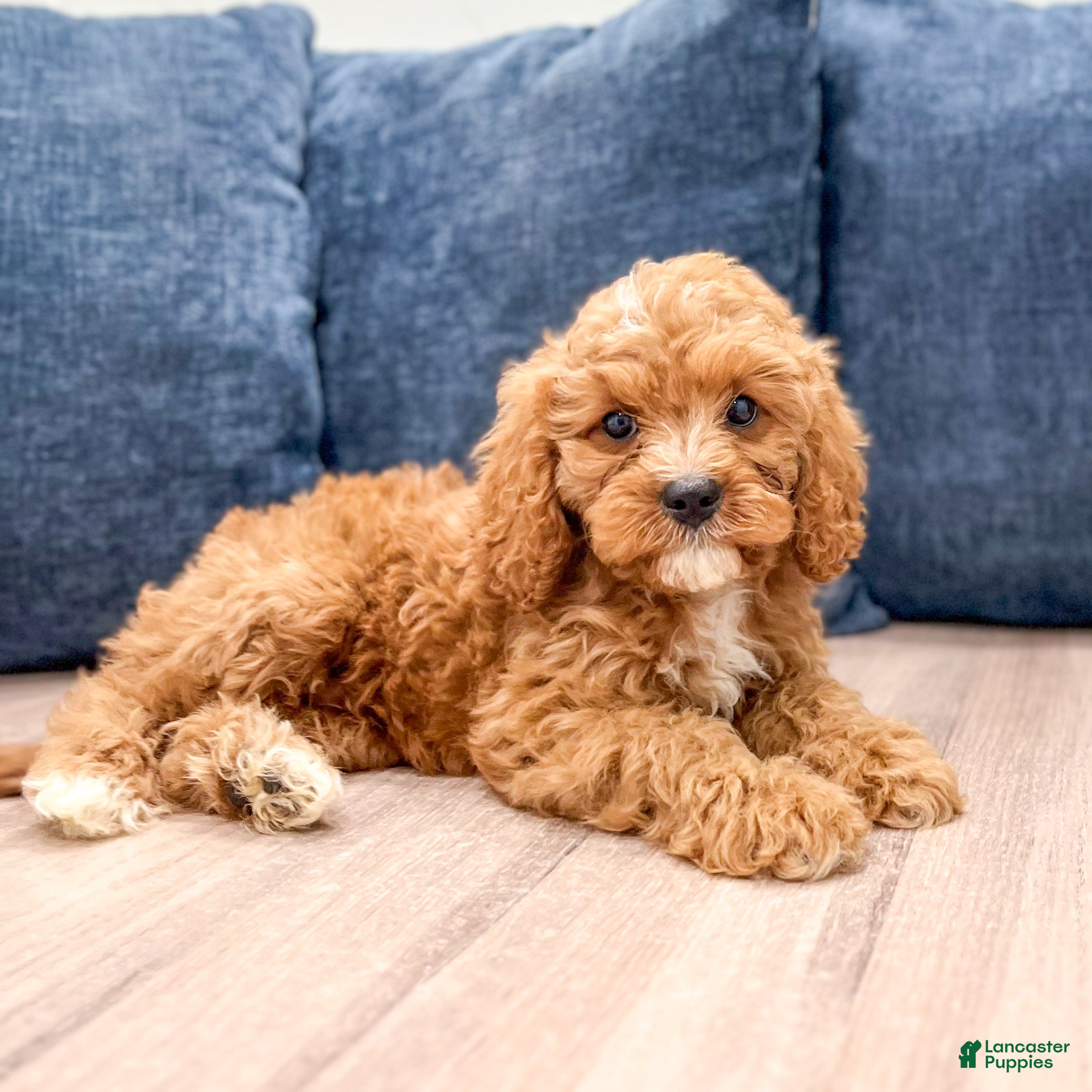 Cavapoo dogs Asher - Ad 2