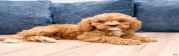 Cavapoo dogs for sale: Asher - Ad 2