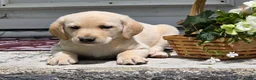 Labradoodle dogs for sale: Buttermilk  - Ad 5