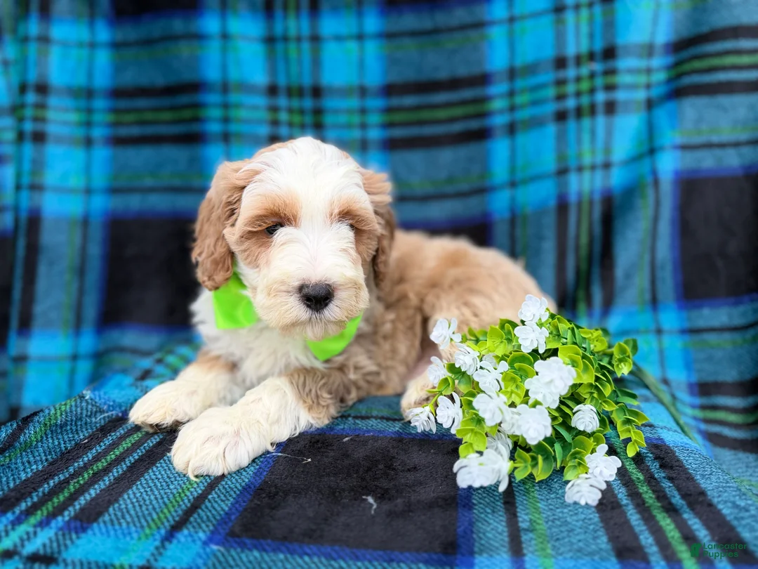 Cockapoo dogs for sale: Yogi - Ad 5