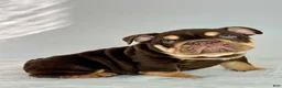 English Bulldog dogs for sale: English Bulldog 2 - Ad 2