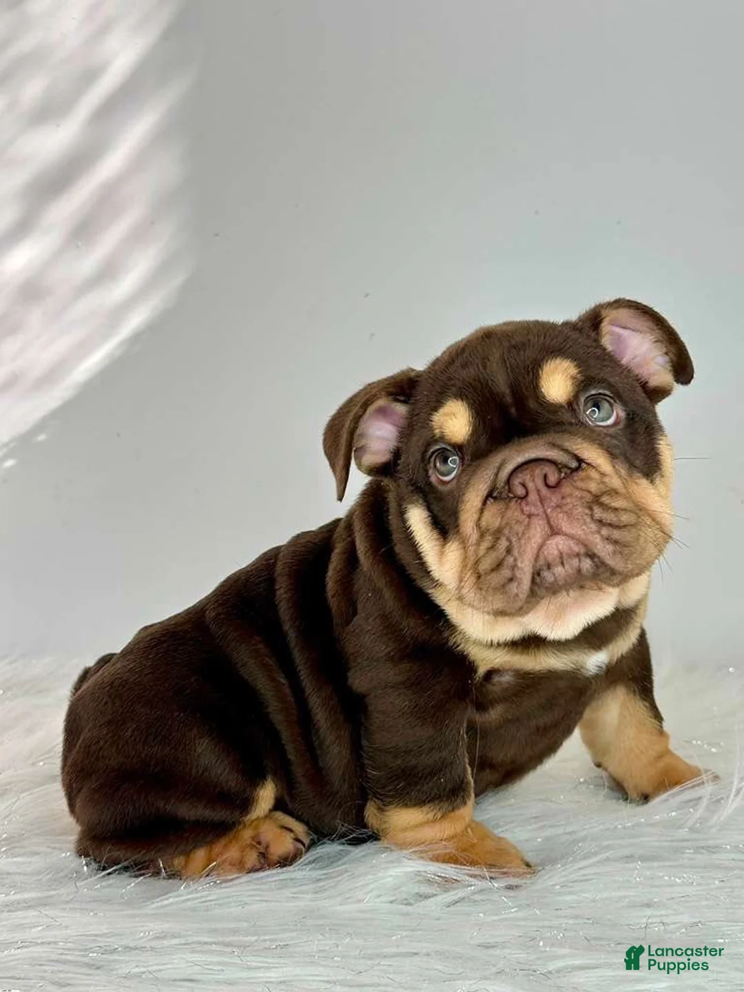 English Bulldog dogs for sale: English Bulldog 2 - Ad 2