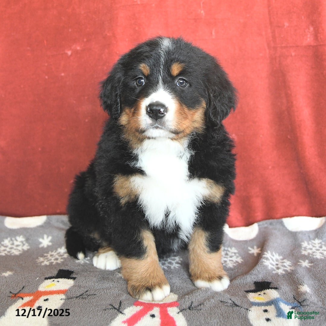 Bernese Mountain Dog dogs for sale: Betsy - Ad 2