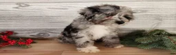Mini Bernedoodle dogs for sale: Angel - Ad 14