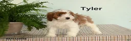 Cavapoo dogs for sale: Tyler - Ad 3