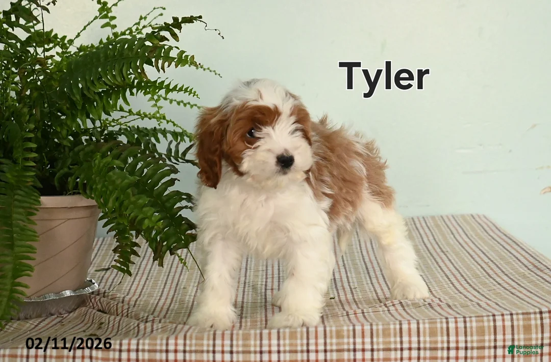 Cavapoo dogs for sale: Tyler - Ad 3