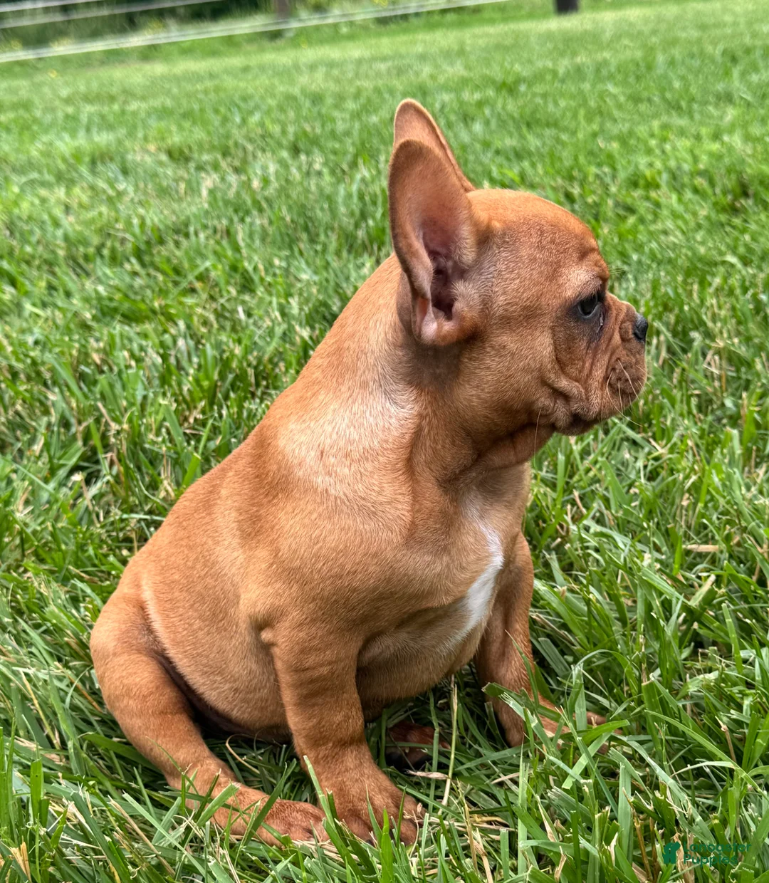 French Bulldog dogs for sale: Durango - Ad 2
