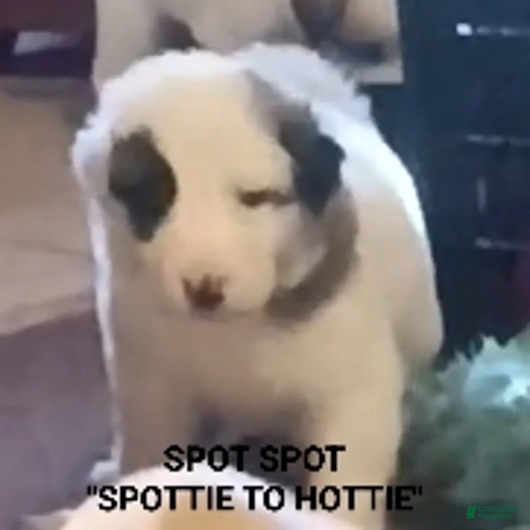 Mixed Breed dogs for sale: Great Pyrenees puppies  - Ad 6