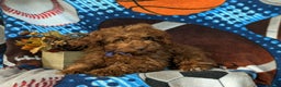 Cavapoo dogs for sale: Ozzie - Ad 7
