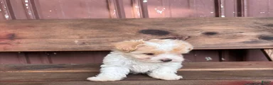 Mixed Breed Puppy 1