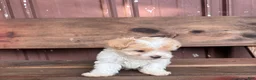 Mixed Breed dogs for sale: Mixed Breed Puppy 1 - Ad 1