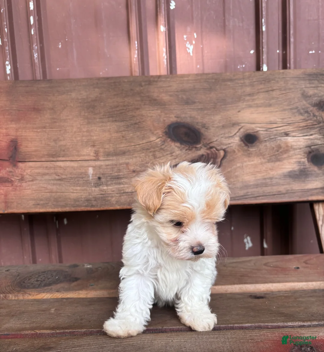 Mixed Breed dogs for sale: Mixed Breed Puppy 1 - Ad 1