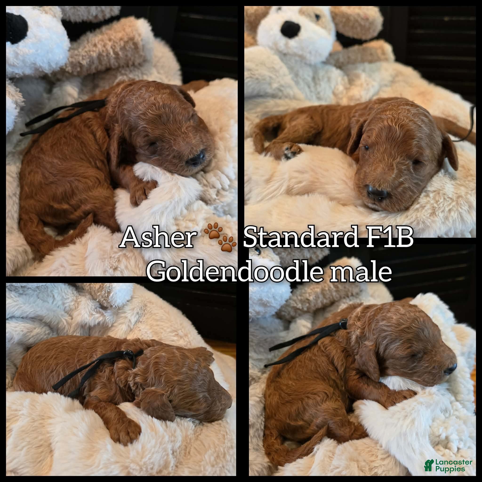 Goldendoodle dogs Asher  - Ad 1
