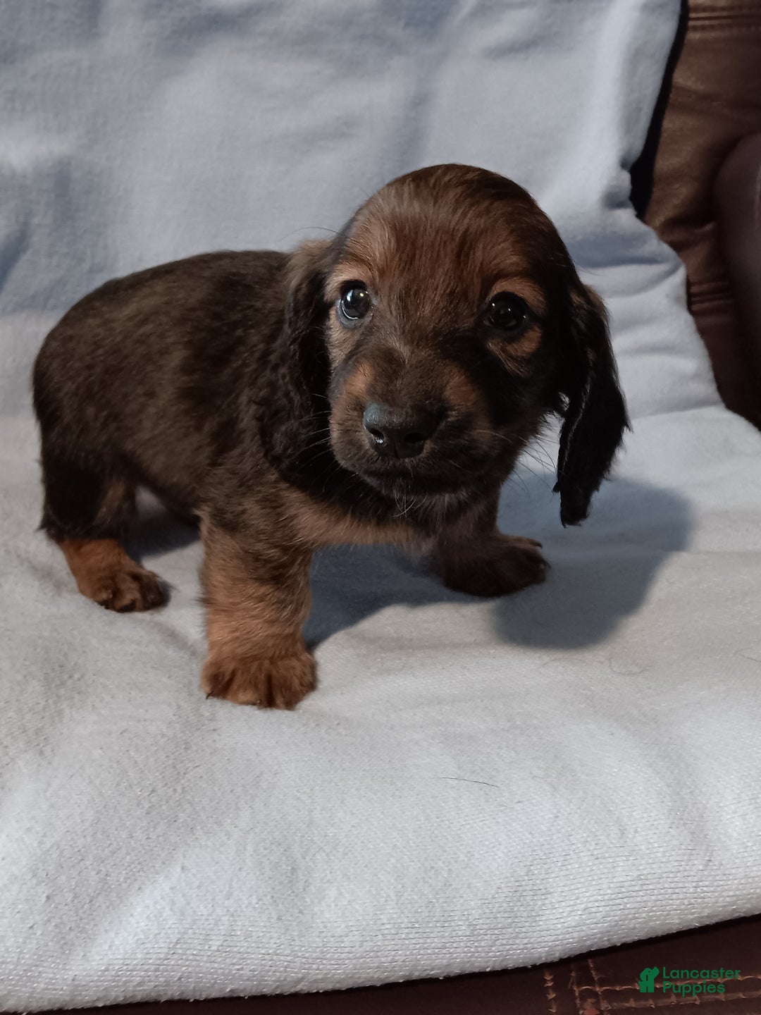 Miniature Dachshund dogs for sale: boy 1 - Ad 2