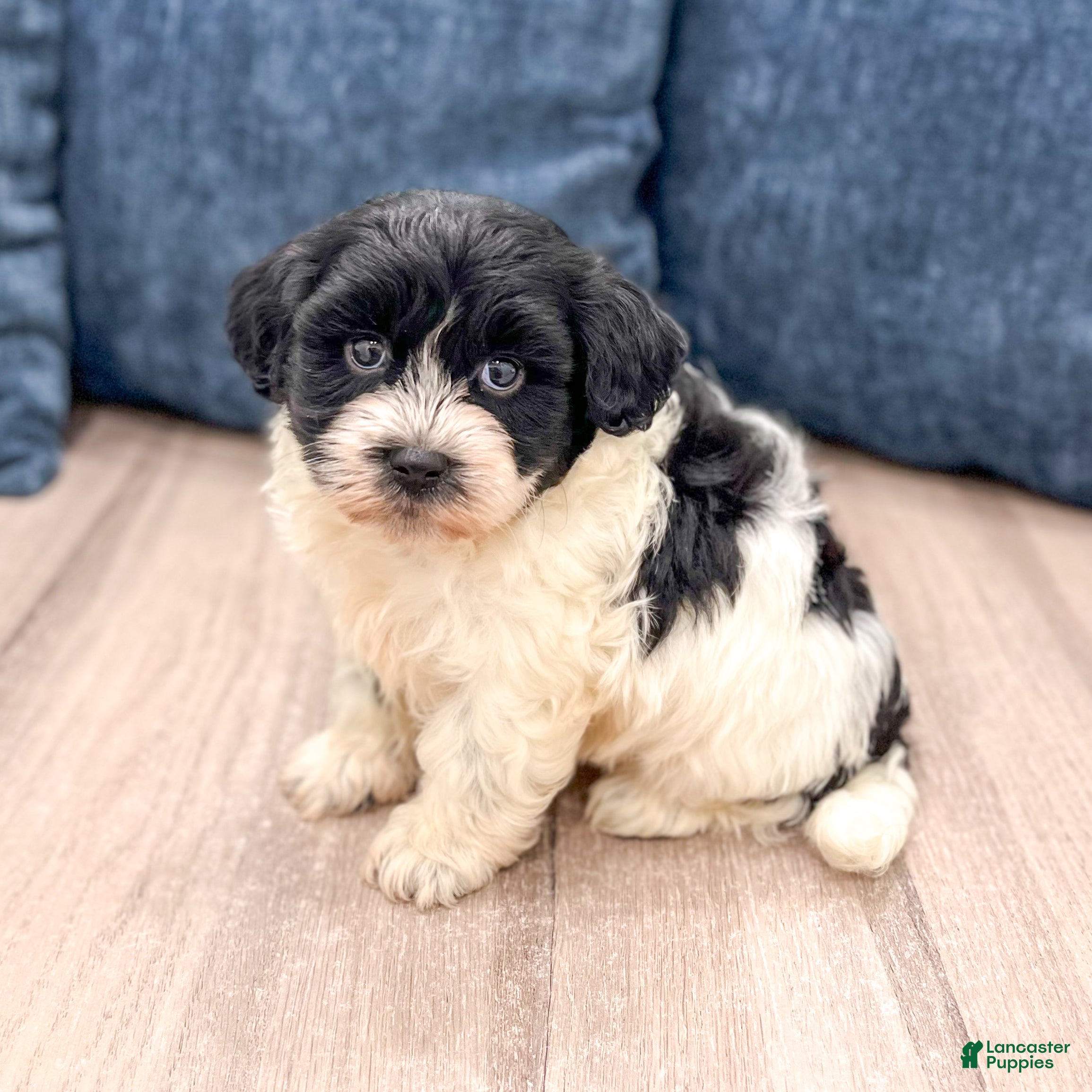 Havanese dogs Harry - Ad 1