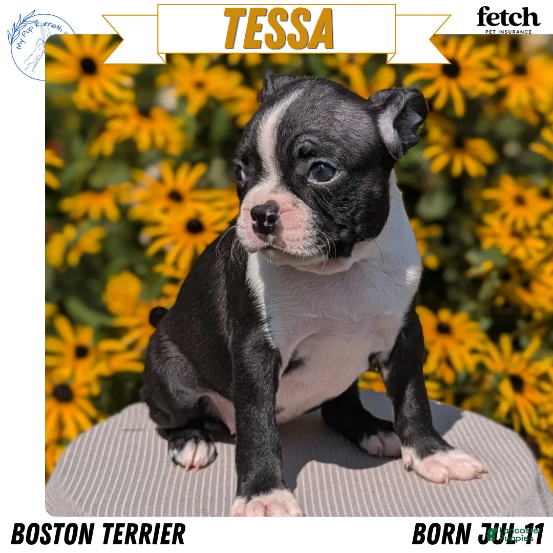 Boston Terrier dogs for sale: Tessa - Ad 1