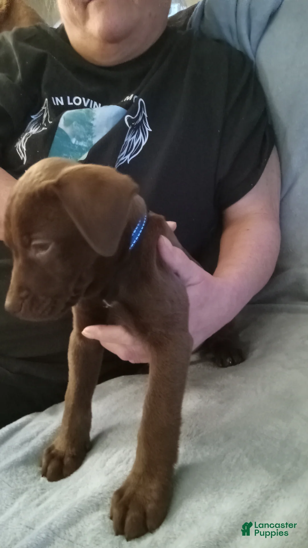 Mixed Breed dogs for sale: Mixed Breed Puppy 1 - Ad 2