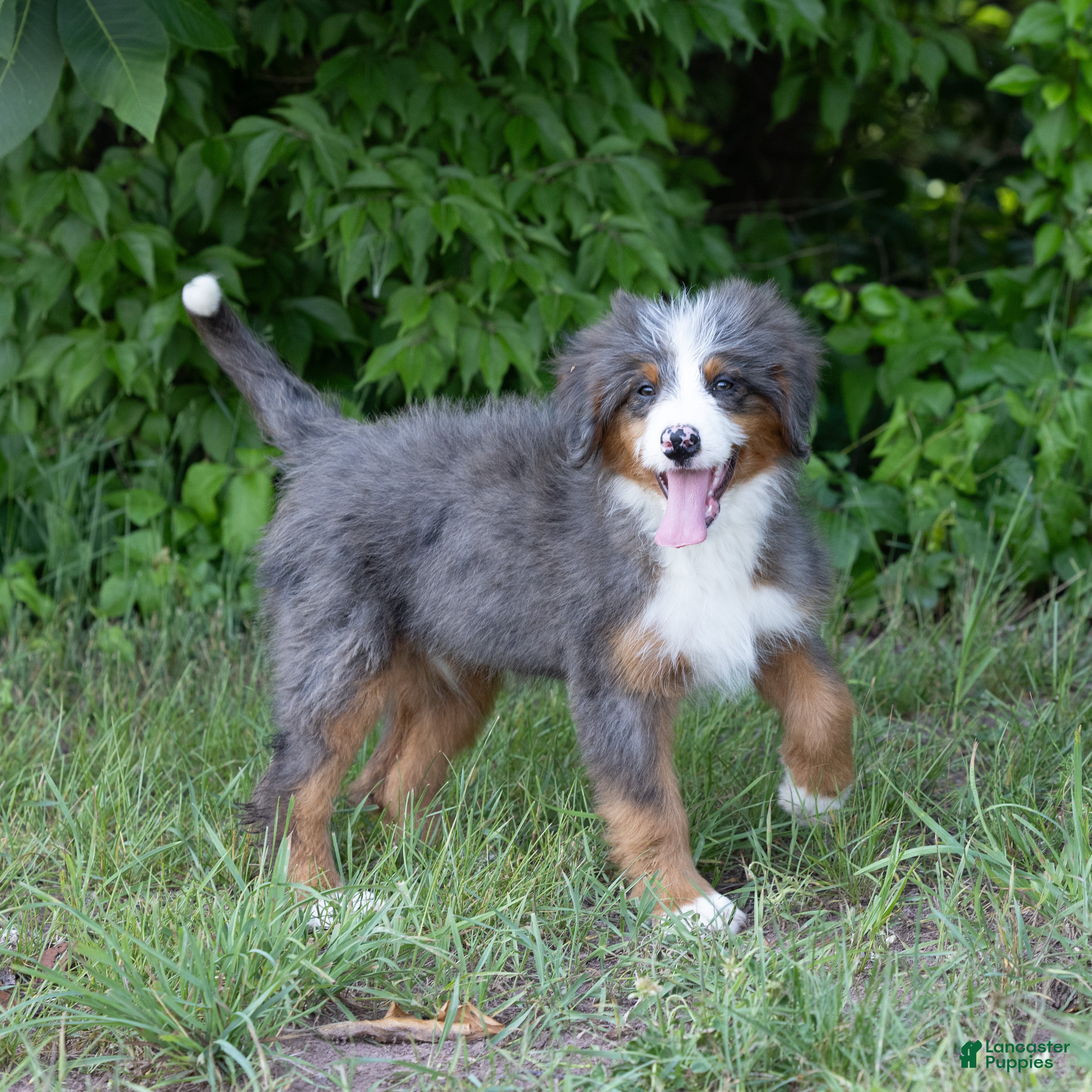 Bernedoodle dogs Shadow - Ad 1