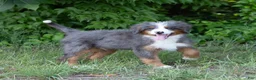 Bernedoodle dogs for sale: Shadow - Ad 1