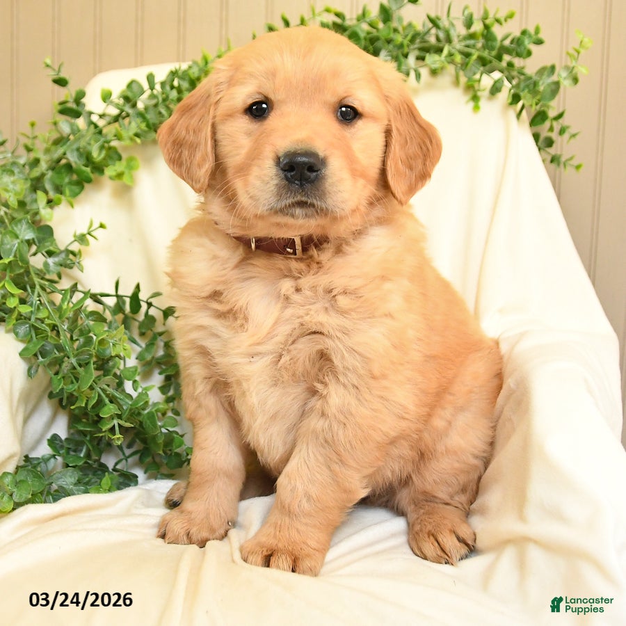 Golden Retriever dogs Manning - Ad 2