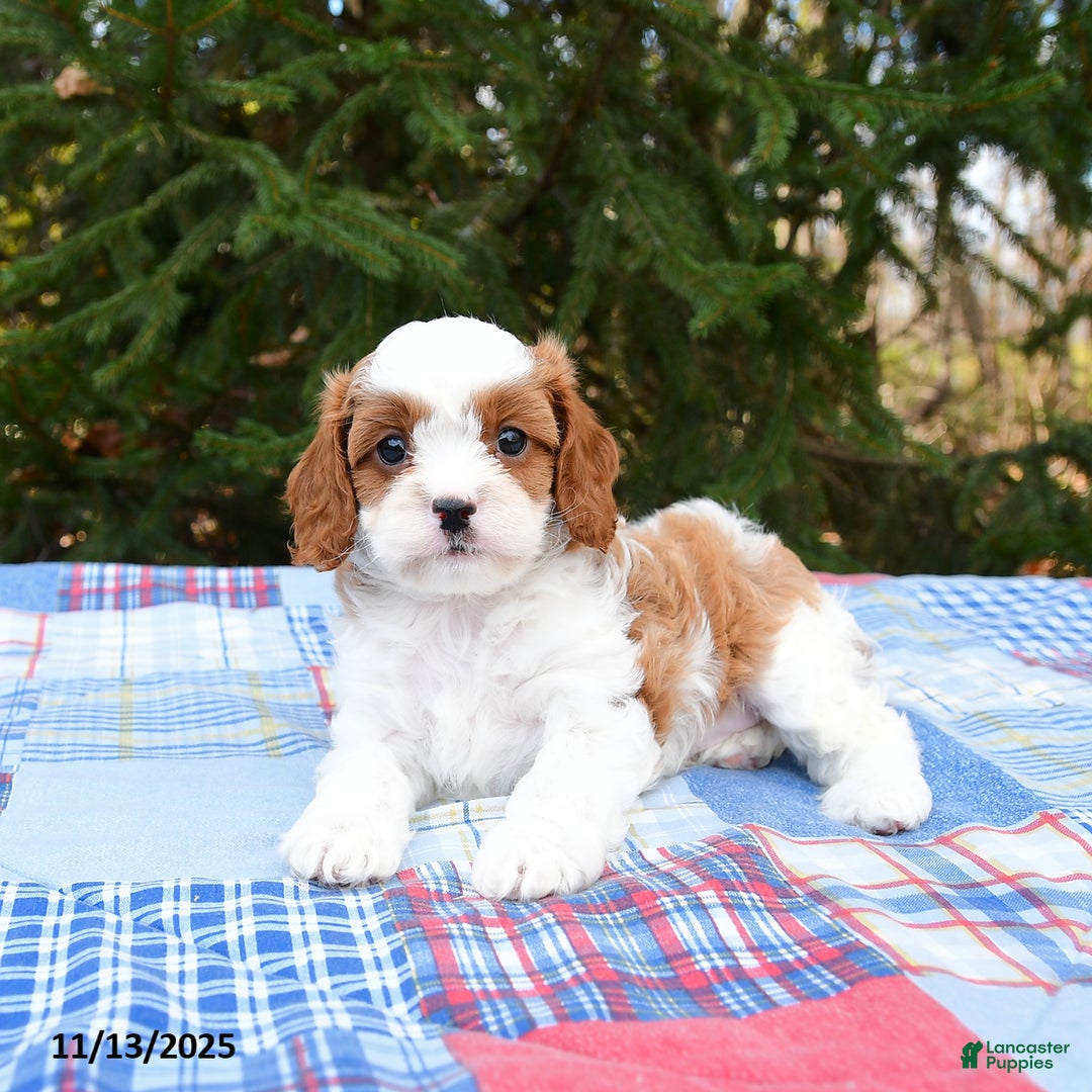 Cavapoo dogs for sale: Finley - Ad 3