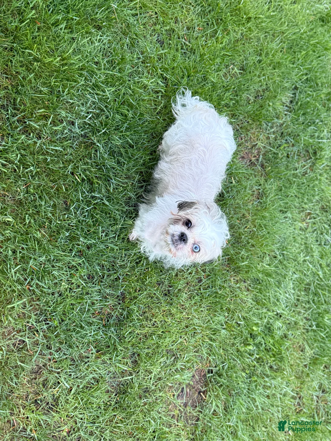 Shih Tzu dogs for sale: Shih Tzu Puppy 2 - Ad 7