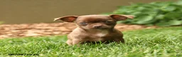 Chihuahua dogs for sale: Jewels - Ad 1
