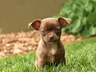 Chihuahua dogs for sale: Jewels - Ad 2