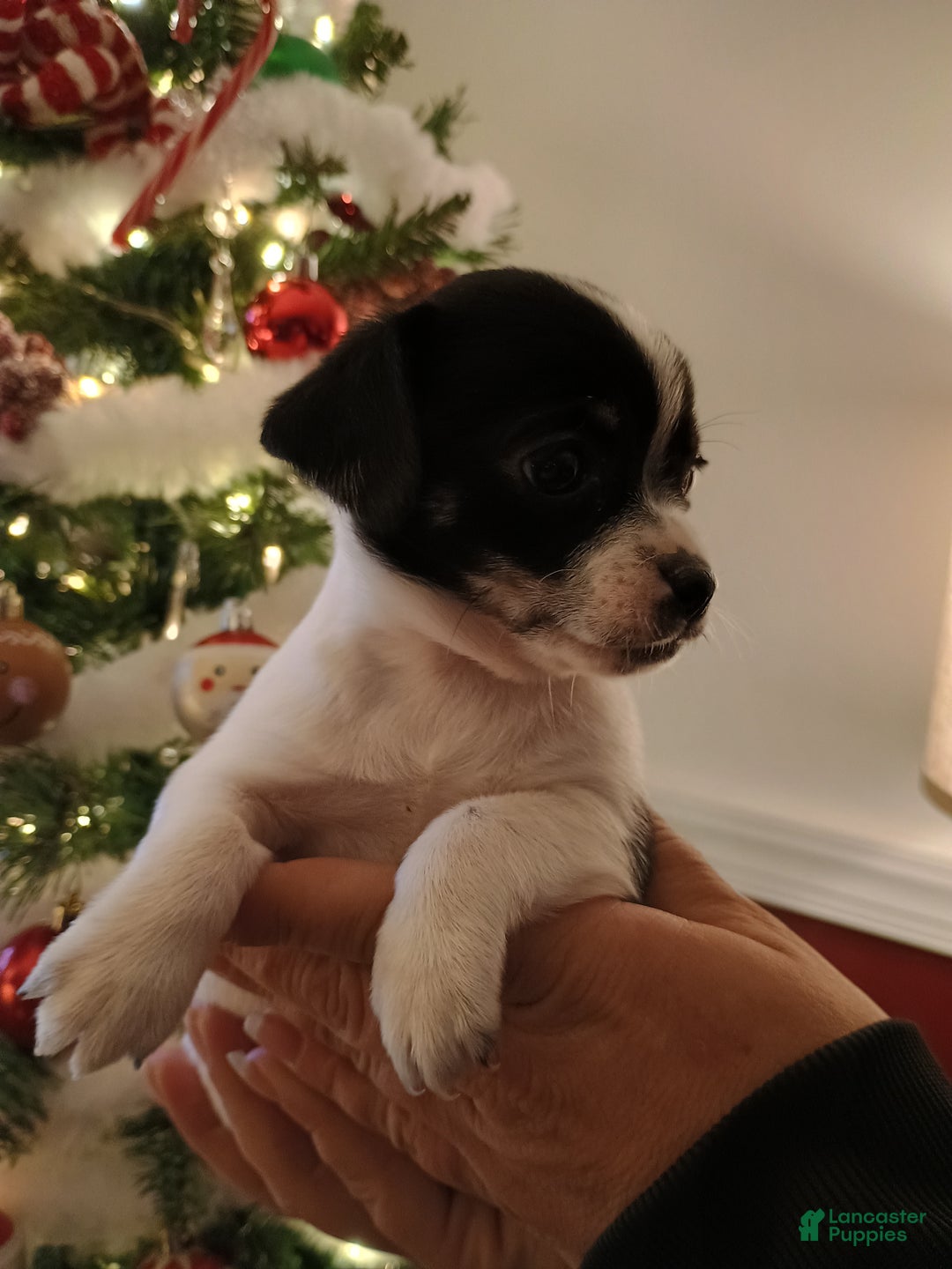 Chihuahua dogs for sale: Bell - Ad 2