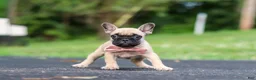 French Bulldog dogs for sale: Callie - Ad 4