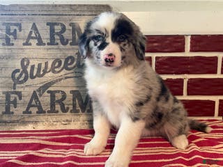 Mixed Breed dogs Maggie - Ad 34