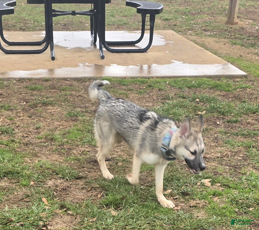 Gerberian Shepsky dogs for sale: Buddy - Ad 3