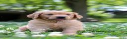 Golden Retriever dogs for sale: Willow - Ad 9