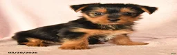 Yorkshire Terrier dogs for sale: Prince   - Ad 2