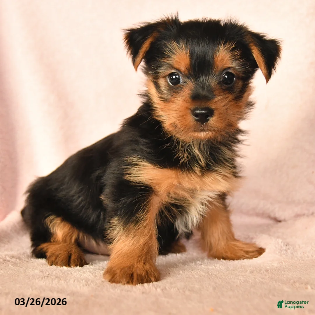 Yorkshire Terrier dogs for sale: Prince   - Ad 2