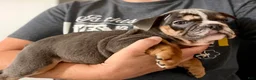 English Bulldog dogs for sale: Versace - Ad 111
