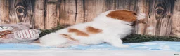 Cavalier King Charles Spaniel dogs for sale: Carl - Ad 2