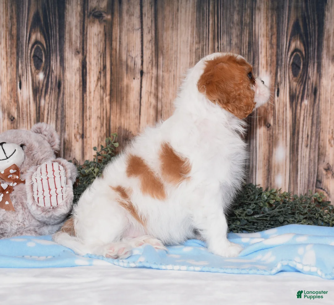 Cavalier King Charles Spaniel dogs for sale: Carl - Ad 2