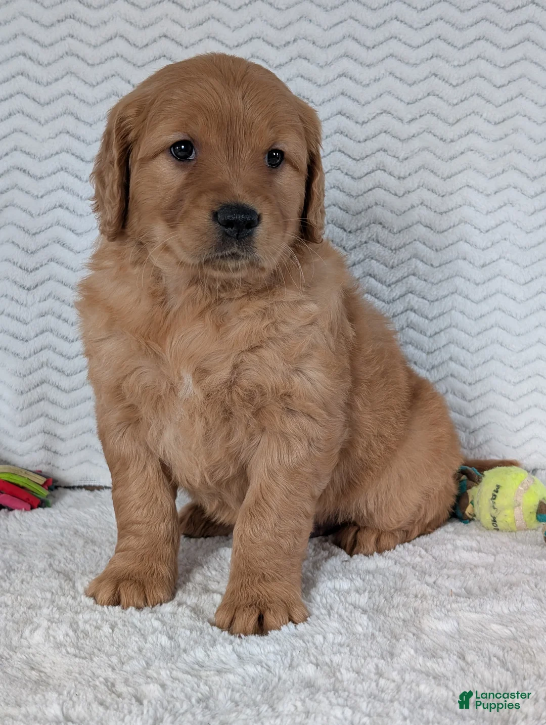 Golden Retriever dogs for sale: Miss Honey  - Ad 3