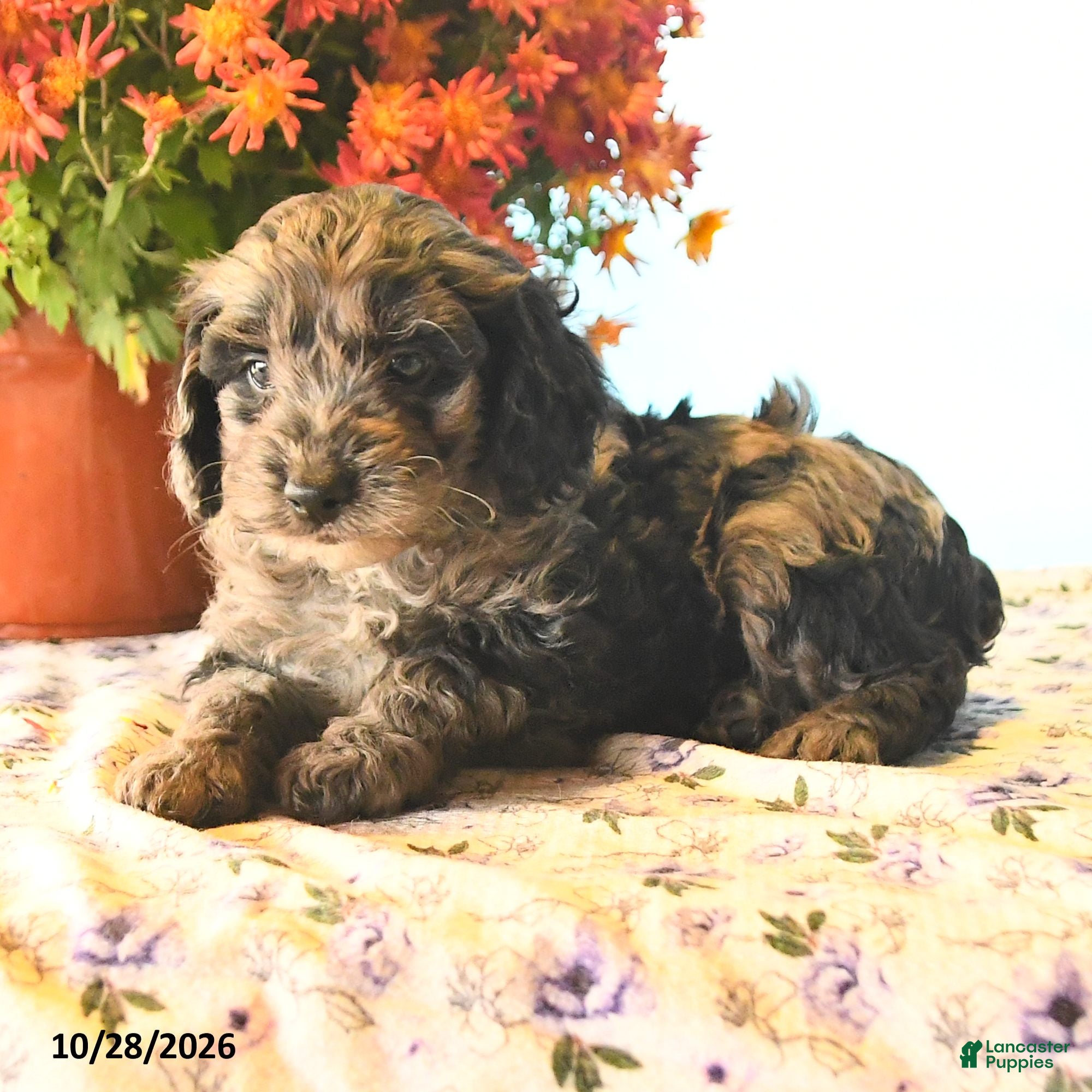 Cockapoo dogs for sale: Orbit - Ad 2