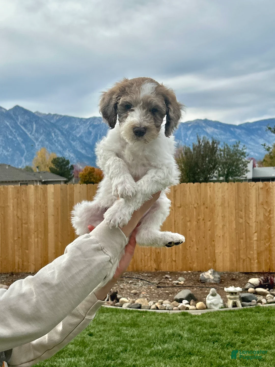Standard Poodle dogs for sale: Standard Poodle 2 - Ad 1