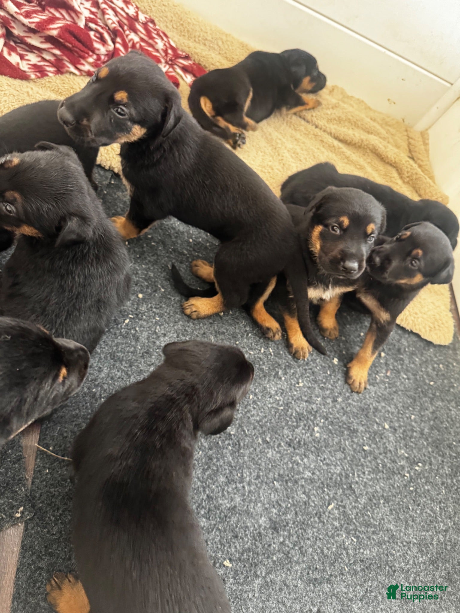 Mixed Breed dogs Mixed Breed 10 - Ad 37