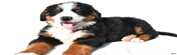 Bernese Mountain Dog dogs for sale: Bear - Ad 5