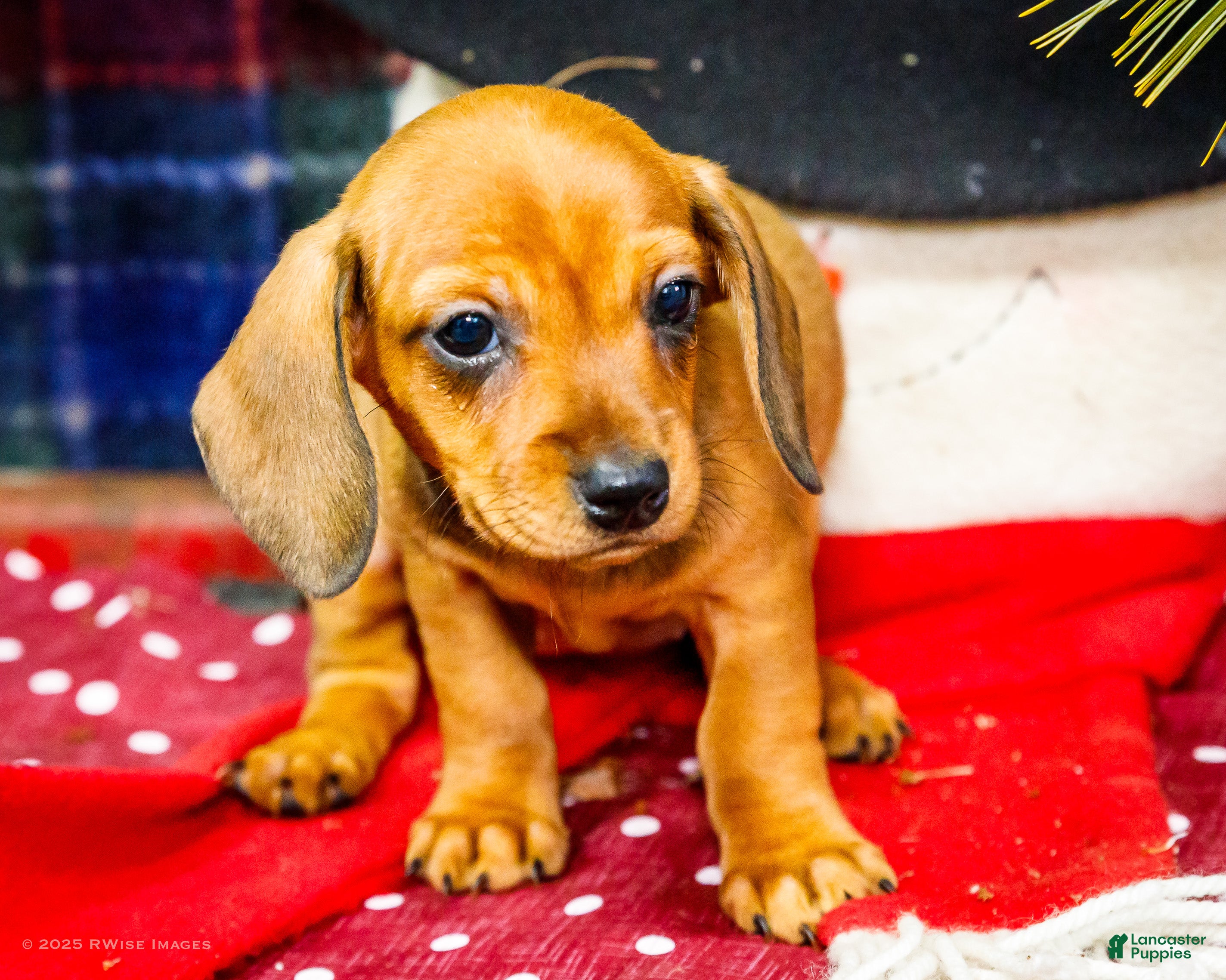Miniature Dachshund dogs Tootsie - Ad 31