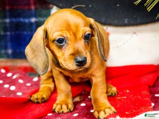 Miniature Dachshund dogs Tootsie - Ad 33