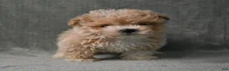 Maltipoo dogs for sale: Maltipoo 2 - Ad 2
