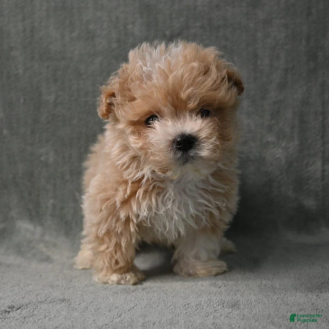 Maltipoo dogs for sale: Maltipoo 2 - Ad 2