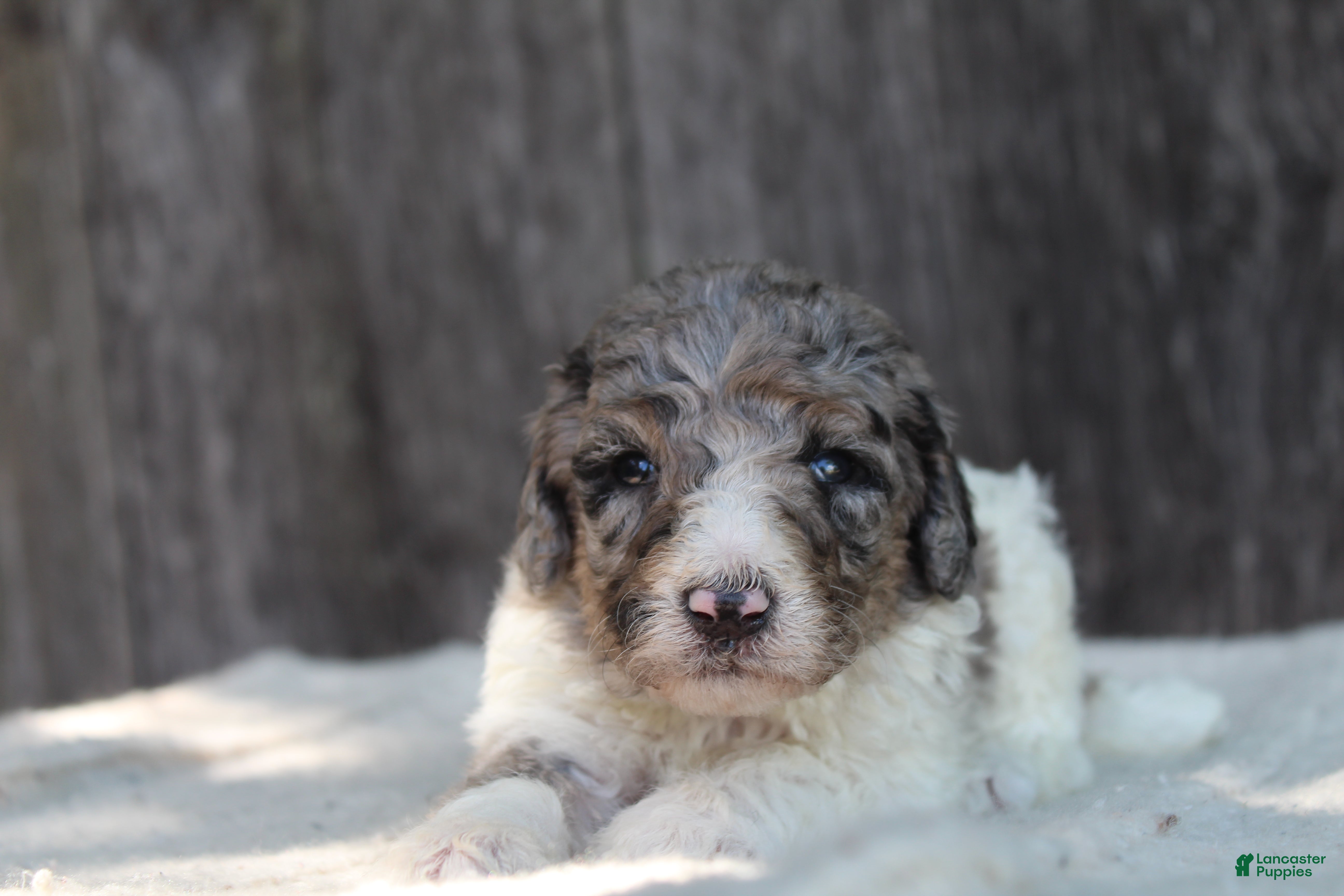 Standard Poodle dogs for sale: Clover AKC standard poodle - Ad 2
